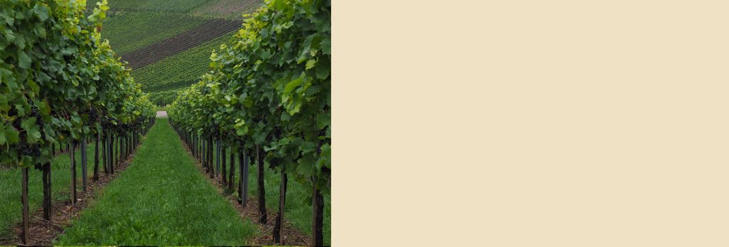Exclusive Wines selection